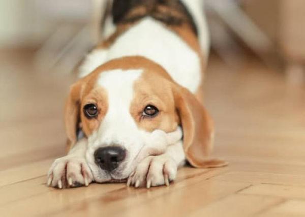 舔狗是什么意思，舔狗是什么意思是什么（狗狗舔主人的手是在传递什么信息）