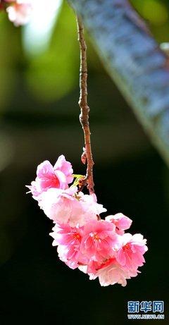 樱花用日语怎么说，故乡的樱花用日语怎么说（日语中“花落”的不同说法）