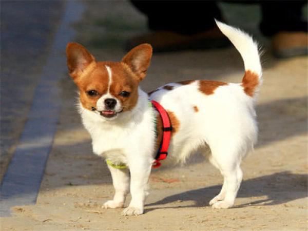 吉娃娃好不好养，吉娃娃狗好不好养（3个缺点令人难以忍受）