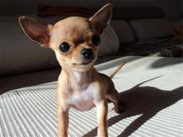 吉娃娃好不好养，吉娃娃狗好不好养（3个缺点令人难以忍受）