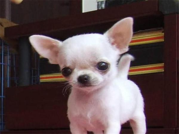 吉娃娃好不好养，吉娃娃狗好不好养（3个缺点令人难以忍受）