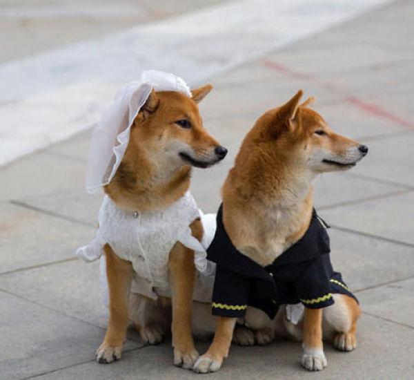 狗狗的寿命一般是多久，狗狗的寿命有多长（原来是有科学依据的）