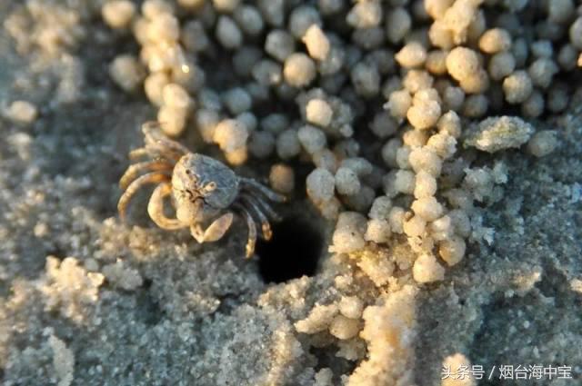 蜘蛛蟹能吃吗，蜘蛛蟹能吃吗巨型蜘蛛（见都没见过更别说吃了）