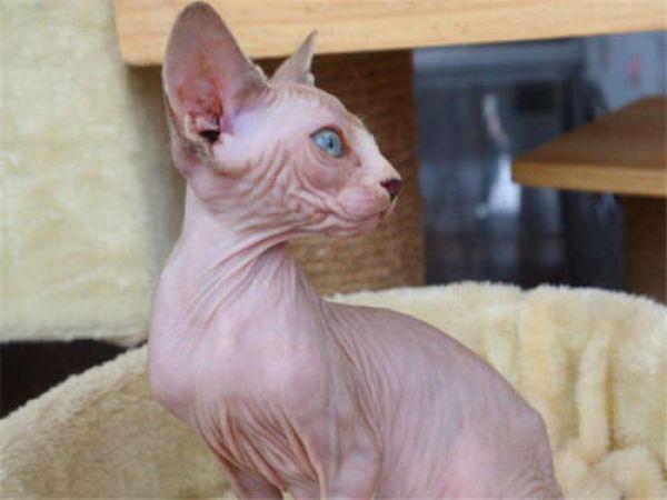 世界上最丑的猫，世界上最丑的猫竟然是斯芬克斯猫（盘点3种“最丑”的猫咪）