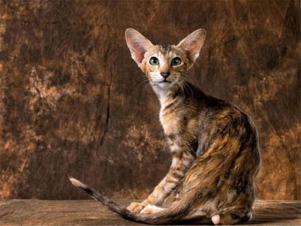 世界上最丑的猫，世界上最丑的猫竟然是斯芬克斯猫（盘点3种“最丑”的猫咪）