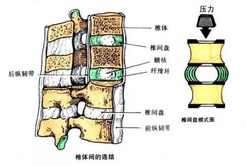 腰椎间盘突出锻炼法燕子飞怎么做，腰椎间盘膨出燕子飞的锻炼姿势（“久坐族”莫要慌）