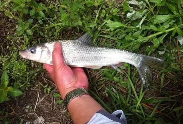 花骨鱼怎么钓,花骨鱼怎么钓用什么饵料(肉质鲜美的花骨鱼如今已可人工