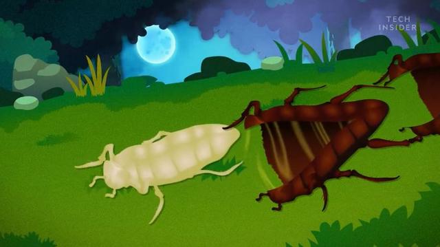 为什么蟑螂那么难打死，蟑螂为什么打不死（家里的蟑螂为何永远杀不完）
