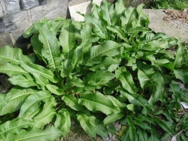 菠菜贱卖贱卖菠菜网名，菠菜贱卖贱卖菠菜微信昵称（不能食用却被称作“金不换”）