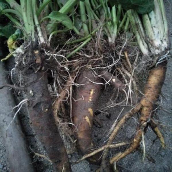 菠菜贱卖贱卖菠菜网名，菠菜贱卖贱卖菠菜微信昵称（不能食用却被称作“金不换”）