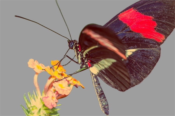 什么是爱情最好的回答，什么是爱情最好的回答段子（最好的爱情）