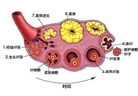 月经周期20-30天是正常的吗，月经周期21天和35天