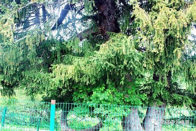 那拉提是什么意思，伊犁的那拉提是什么意思（史上最全最新那拉提攻略）