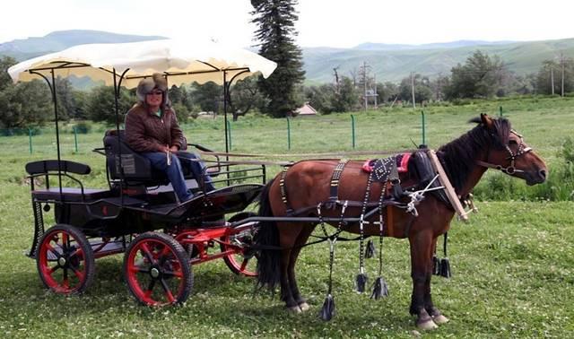 那拉提是什么意思，伊犁的那拉提是什么意思（史上最全最新那拉提攻略）