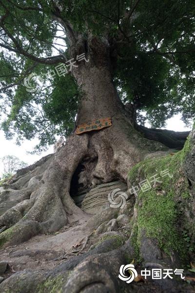 重庆大山深处发现的金丝楠木，重庆酉阳金丝楠木群缘何保存至今