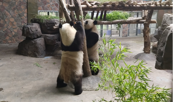 吃西瓜打一种动物，吃西瓜打一个动物（炎炎夏日“TA们”很享受）