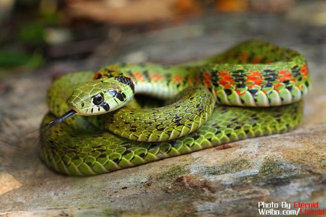 蛇什么意思解释，蛇字笔画笔顺（科普 ， 蛇）