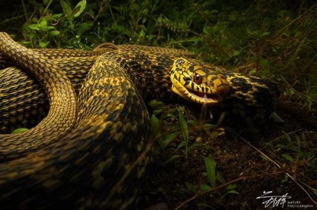 蛇什么意思解释，蛇字笔画笔顺（科普 ， 蛇）