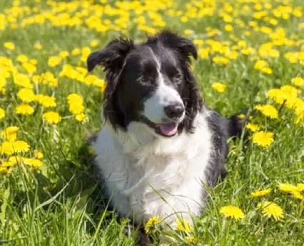 世界十大聪明犬排行榜，十大聪明宠物犬排名（四大最聪明的狗狗）