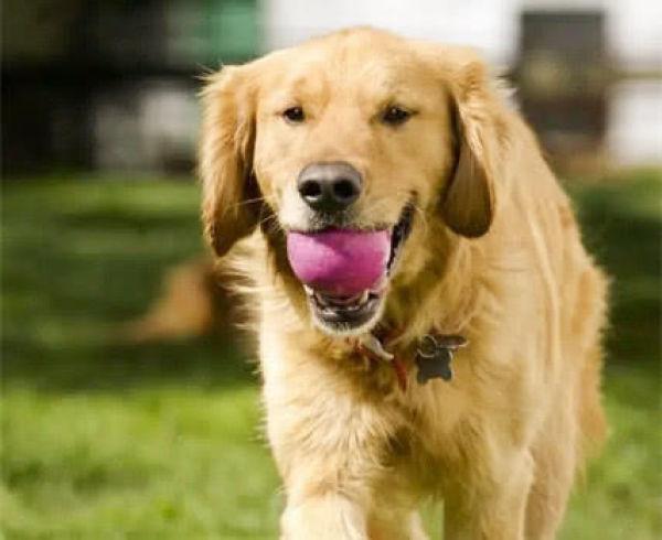 世界十大聪明犬排行榜，十大聪明宠物犬排名（四大最聪明的狗狗）