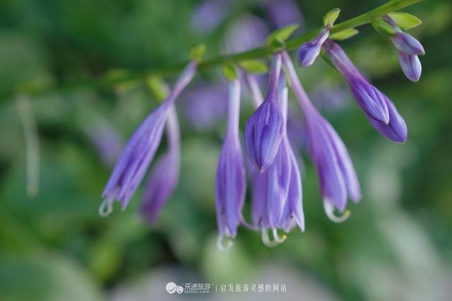 红玛瑙的功效与作用，冰红南红玛瑙的功效与作用（玛瑙中深藏的武侠文化）