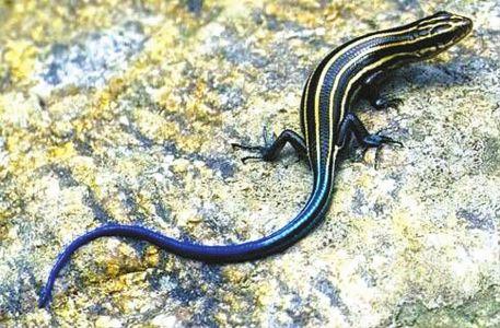 蓝尾石龙子有毒吗，这是什么蜥蜴还是石龙子，有毒吗在野外抓的（车轮旁爬出一条“蓝色怪物”专家）