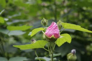 芙蓉花一般几月开花，但你知道人们为啥喊它“照水芙蓉”吗