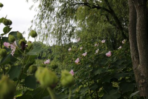 芙蓉花一般几月开花，但你知道人们为啥喊它“照水芙蓉”吗