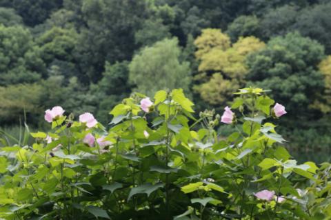 芙蓉花一般几月开花，但你知道人们为啥喊它“照水芙蓉”吗