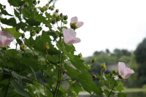 芙蓉花一般几月开花，但你知道人们为啥喊它“照水芙蓉”吗