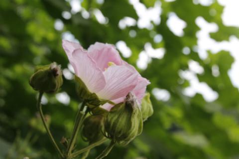 芙蓉花一般几月开花，但你知道人们为啥喊它“照水芙蓉”吗