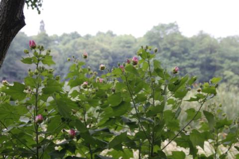 芙蓉花一般几月开花，但你知道人们为啥喊它“照水芙蓉”吗