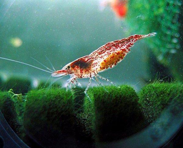 犀牛虾学名叫什么,犀牛龙虾学名(最贵的竟然高达10万元)