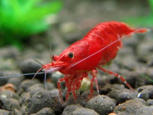 犀牛虾学名叫什么,犀牛龙虾学名(最贵的竟然高达10万元)