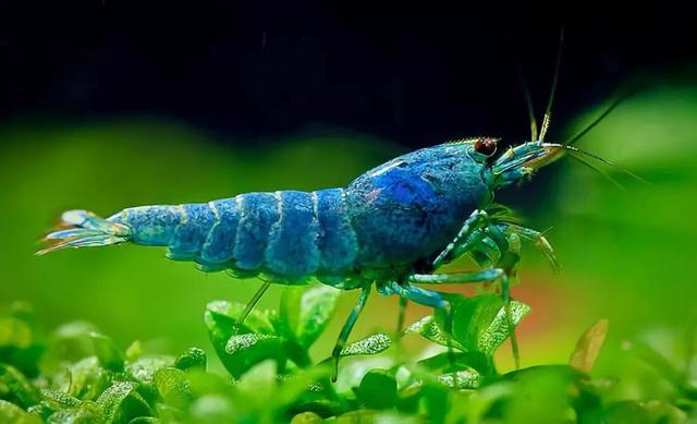 犀牛虾学名叫什么,犀牛龙虾学名(最贵的竟然高达10万元)