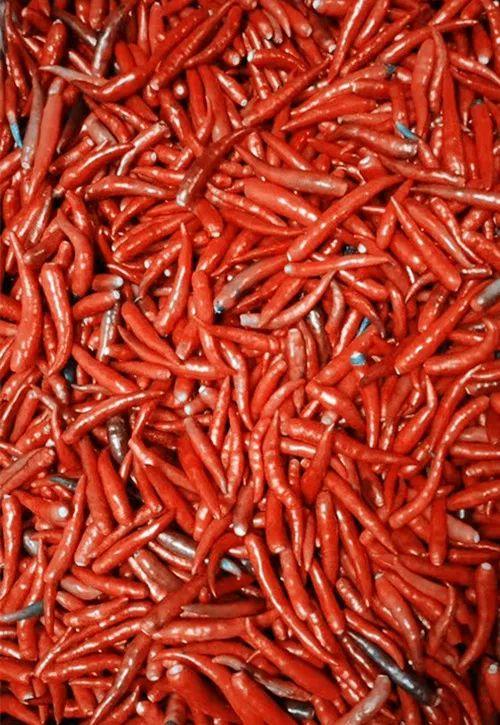 小米辣怎么做好吃,小米辣怎么腌制好吃(~醉思念~小米辣,你敢挑战吗)