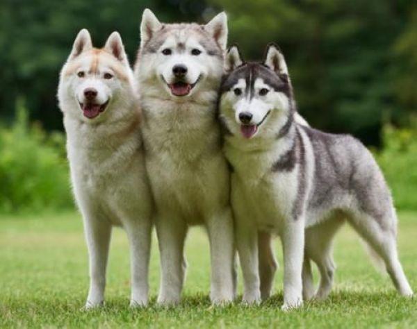 阿拉斯加犬性格，阿拉斯加犬性格特点（世界上4个最听话的狗狗）