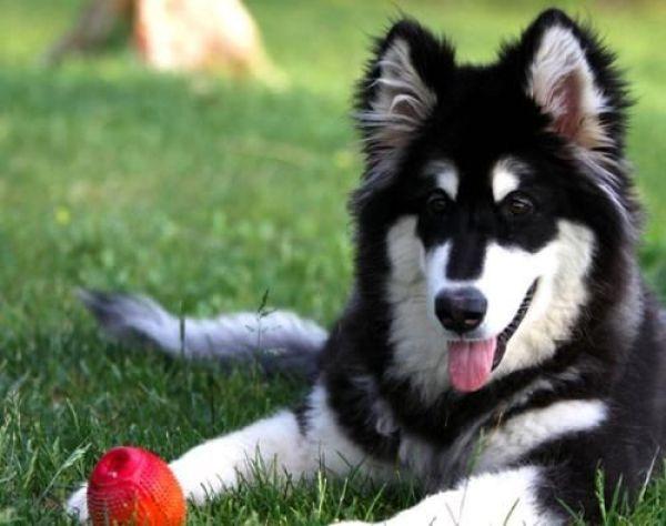 阿拉斯加犬性格，阿拉斯加犬性格特点（世界上4个最听话的狗狗）