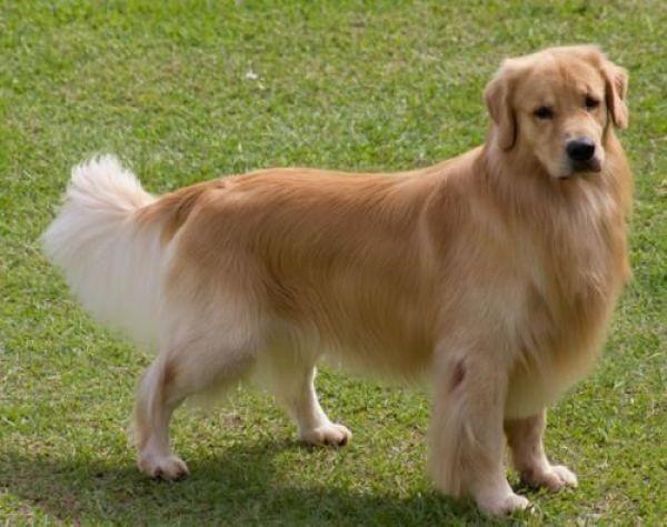 阿拉斯加犬性格，阿拉斯加犬性格特点（世界上4个最听话的狗狗）