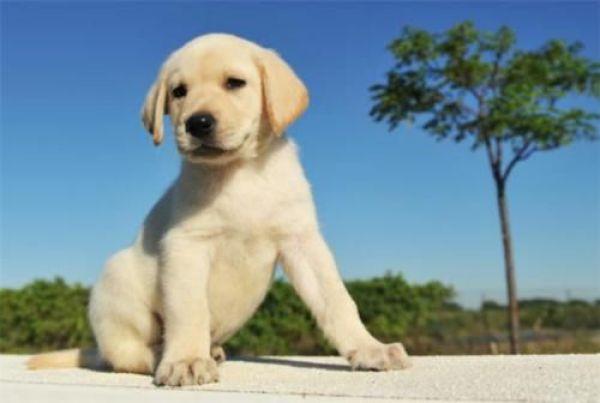 拉布拉多犬的优缺点，拉布拉多好养吗优缺点有哪些（拉布拉多犬的缺点总结）