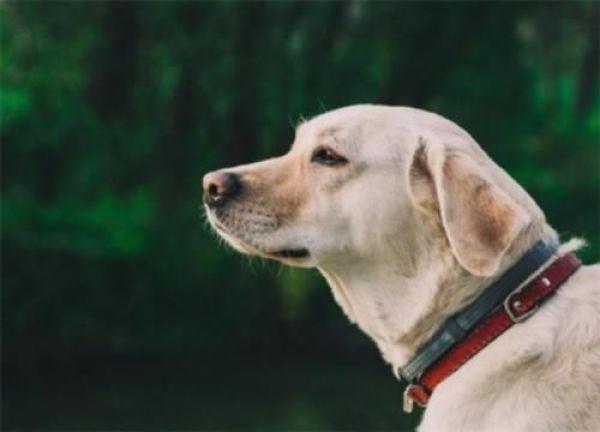 拉布拉多犬的优缺点，拉布拉多好养吗优缺点有哪些（拉布拉多犬的缺点总结）