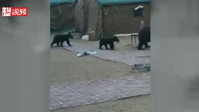 两只熊熊_，两只小熊的故事（熊妈妈带两只小熊大闹护林站图片）