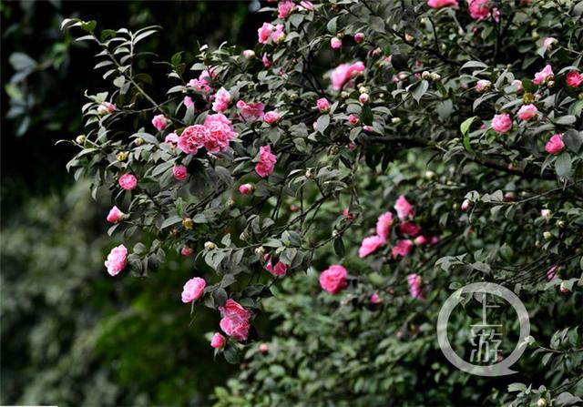 重庆市花是什么，重庆市花是什么花名（重庆主城最老的市花多少岁了）