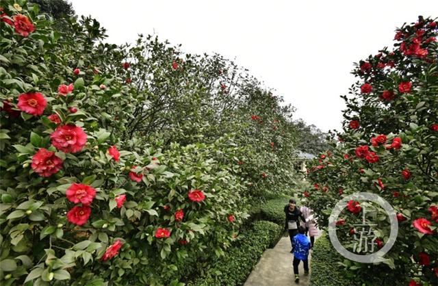 重庆市花是什么，重庆市花是什么花名（重庆主城最老的市花多少岁了）