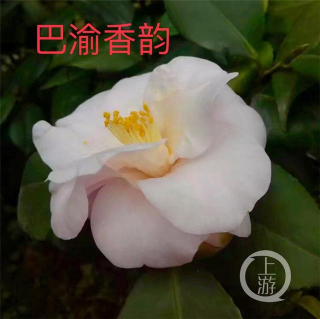 重庆市花是什么，重庆市花是什么花名（重庆主城最老的市花多少岁了）