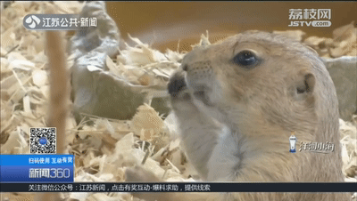 土拨鼠多少钱一只，土拨鼠宠物多少钱一只（一见就想尖叫的土拨鼠）