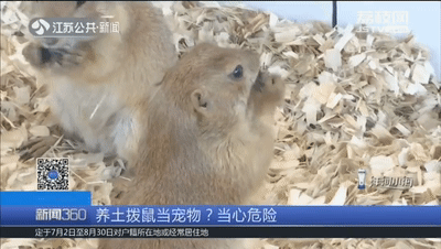 土拨鼠多少钱一只，土拨鼠宠物多少钱一只（一见就想尖叫的土拨鼠）