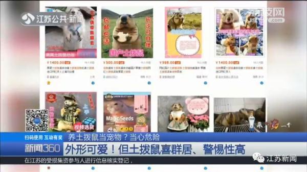 土拨鼠多少钱一只，土拨鼠宠物多少钱一只（一见就想尖叫的土拨鼠）