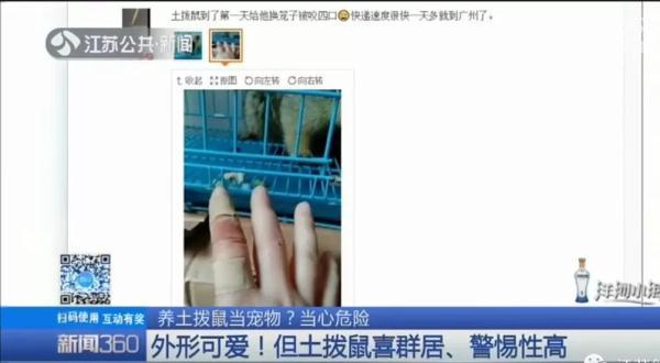 土拨鼠多少钱一只，土拨鼠宠物多少钱一只（一见就想尖叫的土拨鼠）