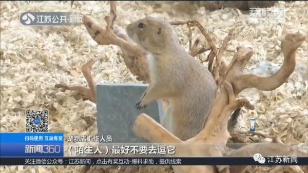 土拨鼠多少钱一只，土拨鼠宠物多少钱一只（一见就想尖叫的土拨鼠）